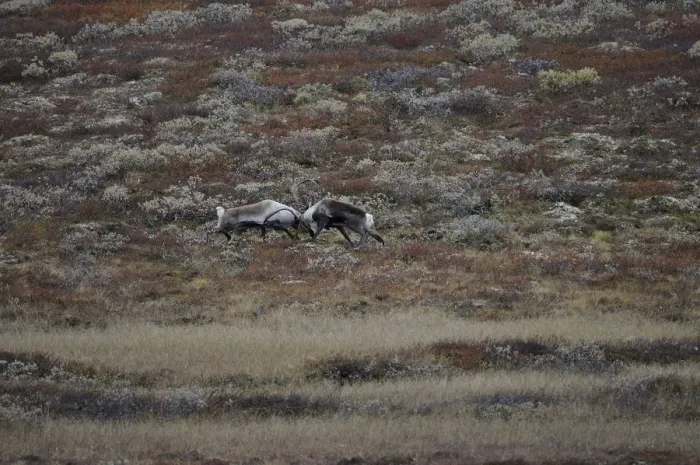 Framed Print : Two Reindeer (Rangifer tarandus) fighting, Forollhogna National Park, Norway, September