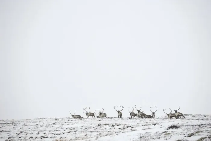 Framed Print : Reindeer (Rangifer tarandus) herd in distance in snow, Forollhogna National Park Framed Print : Reindeer (Rangifer tarandus) herd in distance in snow, Forollhogna National Park