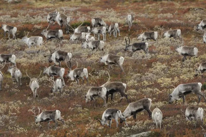 Framed Print : Reindeer (Rangifer tarandus) herd grazing, Forollhogna National Park, Norway, September Framed Print : Reindeer (Rangifer tarandus) herd grazing, Forollhogna National Park, Norway, September