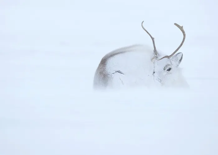 Framed Print : Reindeer (Rangifer tarandus) hunkering down in snow during blizzard. Svalbard, Norway, April Framed Print : Reindeer (Rangifer tarandus) hunkering down in snow during blizzard. Svalbard, Norway, April
