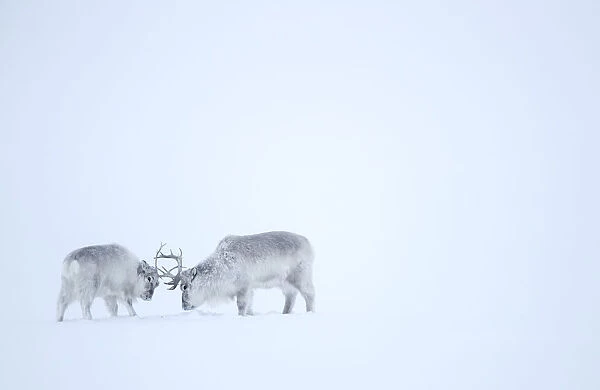 Reindeer (Rangifer tarandus), two play fighting in snow. Svalbard, Norway, April