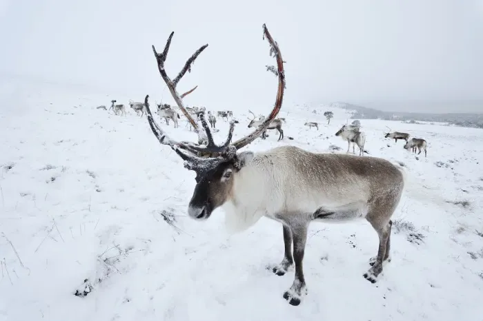 Framed Print : Reindeer (Rangifer tarandus) reintroduced herd on Cairngorm Mountains, Cairngorm National Park
