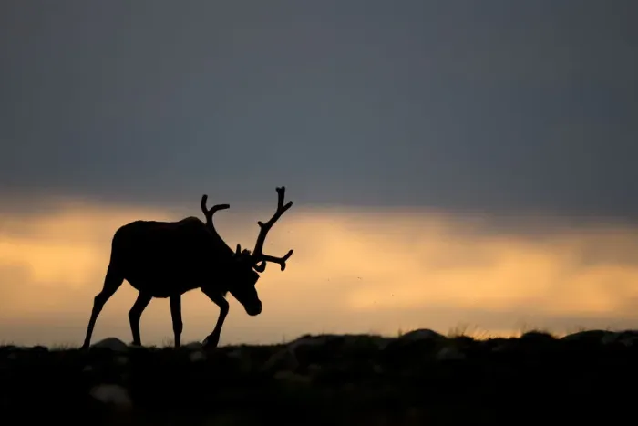 Framed Print : Reindeer (Rangifer tarandus) silhouetted against sky, walking across upland, Cairngorms Framed Print : Reindeer (Rangifer tarandus) silhouetted against sky, walking across upland, Cairngorms