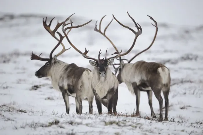 Framed Print : Three Reindeer (Rangifer tarandus) in snow, Forollhogna National Park, Norway, September 2008 Framed Print : Three Reindeer (Rangifer tarandus) in snow, Forollhogna National Park, Norway, September 2008