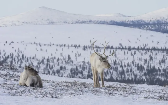 Framed Print : Two Reindeer (Rangifer tarandus tarandus) in snowy landscape, Finland. April Framed Print : Two Reindeer (Rangifer tarandus tarandus) in snowy landscape, Finland. April