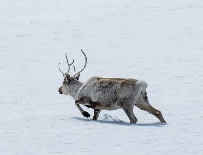 Framed Print : Reindeer (Rangifer tarandus) walking through deep snow, Gamvik Plateau, Finnmark, Norway. May Framed Print : Reindeer (Rangifer tarandus) walking through deep snow, Gamvik Plateau, Finnmark, Norway. May