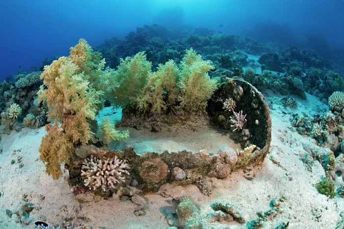 Framed Print : Remains of a barrel from a shipwreck colonized by coral on the seabed, Gordon Reef, Ras Muhammad National Park, Sinai Peninsula, Red Sea, Egypt Framed Print : Remains of a barrel from a shipwreck colonized by coral on the seabed, Gordon Reef, Ras Muhammad National Park, Sinai Peninsula, Red Sea, Egypt