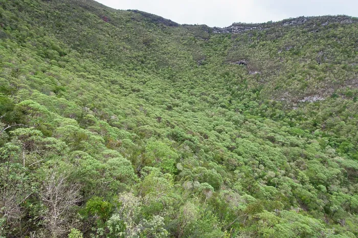 Framed Print : Remnants of endemic Scalesia forest near Cerro Paja dormant volcano, Floreana Island, Galapagos Islands. June, 2009 Framed Print : Remnants of endemic Scalesia forest near Cerro Paja dormant volcano, Floreana Island, Galapagos Islands. June, 2009
