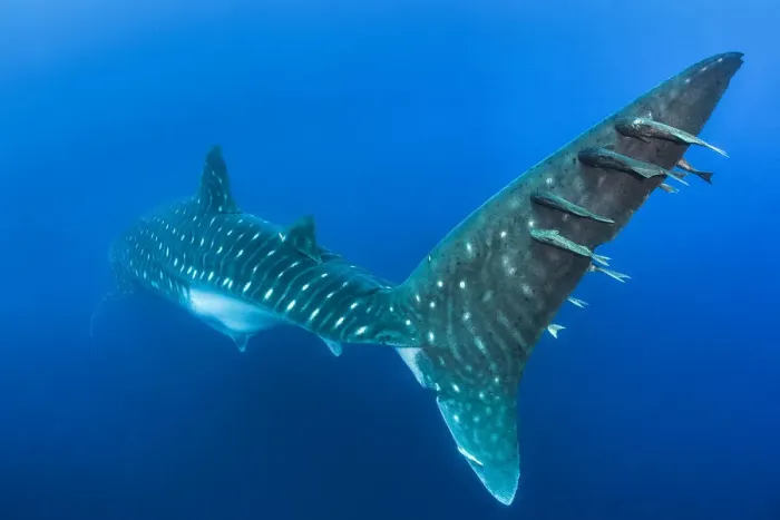 Framed Print : Remoras (Remora sp. ) hitchhiking on the tail of a large (13-15m) female whale shark Framed Print : Remoras (Remora sp. ) hitchhiking on the tail of a large (13-15m) female whale shark