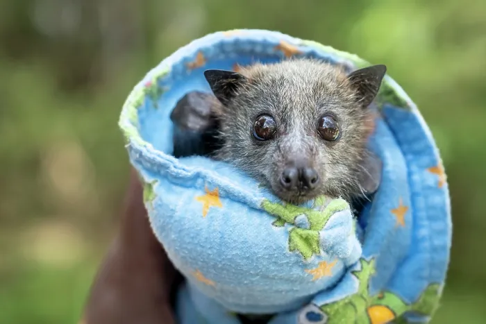Framed Print : A rescued Grey-headed flying-fox (Pteropus poliocephalus) pup, wrapped in a blanket, Yarra Bend Flying-fox colony, Fairfield, Victoria, Australia Framed Print : A rescued Grey-headed flying-fox (Pteropus poliocephalus) pup, wrapped in a blanket, Yarra Bend Flying-fox colony, Fairfield, Victoria, Australia