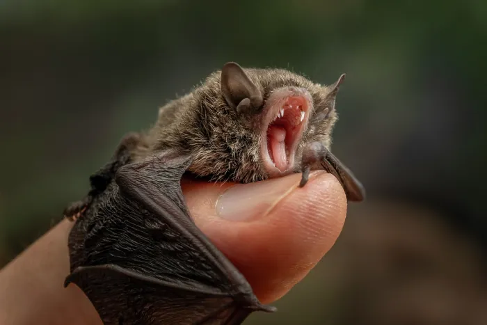 Framed Print : A rescued Little forest bat (Vespadelus vulturnus) juvenile, resting on thumb of wildlife rescuer, Brighton, Victoria, Australia. January, 2024. Controlled conditions Framed Print : A rescued Little forest bat (Vespadelus vulturnus) juvenile, resting on thumb of wildlife rescuer, Brighton, Victoria, Australia. January, 2024. Controlled conditions