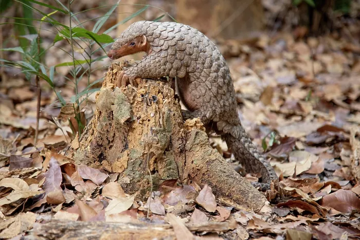 Framed Print : A rescued and released Formosan pangolin (Manis pentadactyla pentadactyla) feeding on termites within an old tree trunk, Pingtung, Southern Taiwan. Critically endangered Framed Print : A rescued and released Formosan pangolin (Manis pentadactyla pentadactyla) feeding on termites within an old tree trunk, Pingtung, Southern Taiwan. Critically endangered