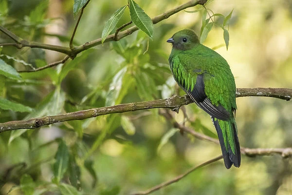 Resplendent quetzal (Pharomachrus mocinno) female, Talamanca mountains, Costa Rica
