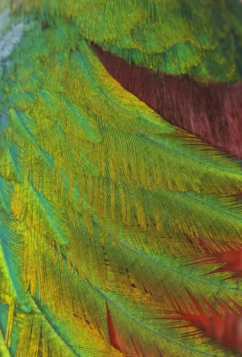 Framed Print : Resplendent quetzal (Pharomachrus mocinno) close up of feathers, captive, Chiapas Framed Print : Resplendent quetzal (Pharomachrus mocinno) close up of feathers, captive, Chiapas