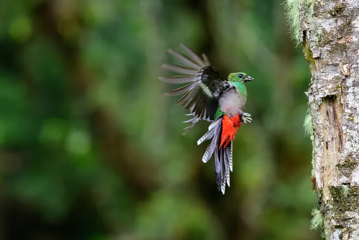 Framed Print : Resplendent quetzal (Pharomachrus mocinno) female, flying towards nest hole in rainforest, Talamanca, Atlantic slope montane rainforest, Costa Rica Framed Print : Resplendent quetzal (Pharomachrus mocinno) female, flying towards nest hole in rainforest, Talamanca, Atlantic slope montane rainforest, Costa Rica