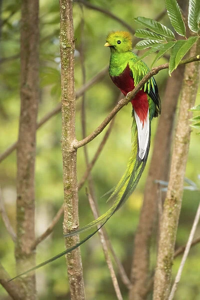 Resplendent quetzal (Pharomachrus mocinno) male, Talamanca mountains, Costa Rica
