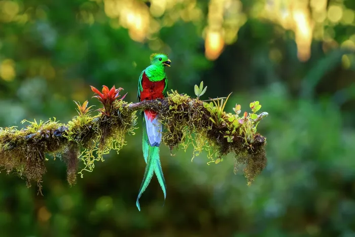 Framed Print : Resplendent quetzal (Pharomachrus mocinno) male, perched on lichen covered branch with berry in beak, in montane rainforest, Talamanca, Costa Rica Framed Print : Resplendent quetzal (Pharomachrus mocinno) male, perched on lichen covered branch with berry in beak, in montane rainforest, Talamanca, Costa Rica