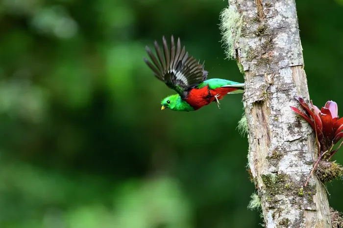 Framed Print : Resplendent quetzal (Pharomachrus mocinno) male, flying from nest hole, Talamanca, Atlantic slope montane rainforest, Costa Rica Framed Print : Resplendent quetzal (Pharomachrus mocinno) male, flying from nest hole, Talamanca, Atlantic slope montane rainforest, Costa Rica