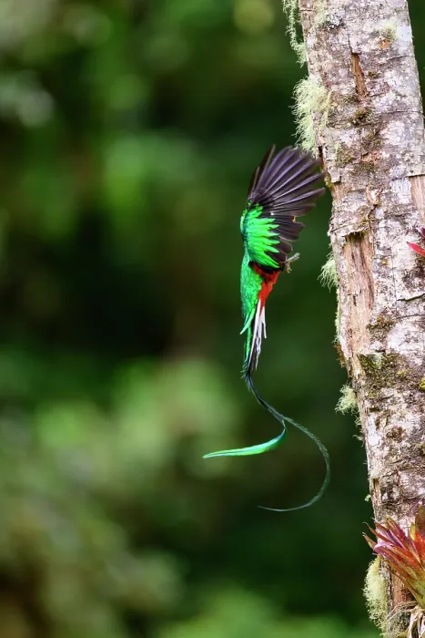 Framed Print : Resplendent quetzal (Pharomachrus mocinno) male, arriving at nest hole with fruit for chicks, Talamanca, Atlantic slope montane rainforest, Costa Rica Framed Print : Resplendent quetzal (Pharomachrus mocinno) male, arriving at nest hole with fruit for chicks, Talamanca, Atlantic slope montane rainforest, Costa Rica