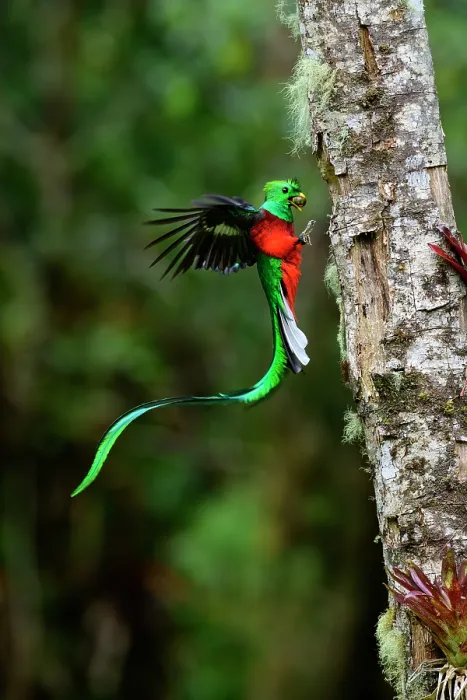 Framed Print : Resplendent quetzal (Pharomachrus mocinno) male, arriving at nest hole with fruit for chicks, Talamanca, Atlantic slope montane rainforest, Costa Rica Framed Print : Resplendent quetzal (Pharomachrus mocinno) male, arriving at nest hole with fruit for chicks, Talamanca, Atlantic slope montane rainforest, Costa Rica
