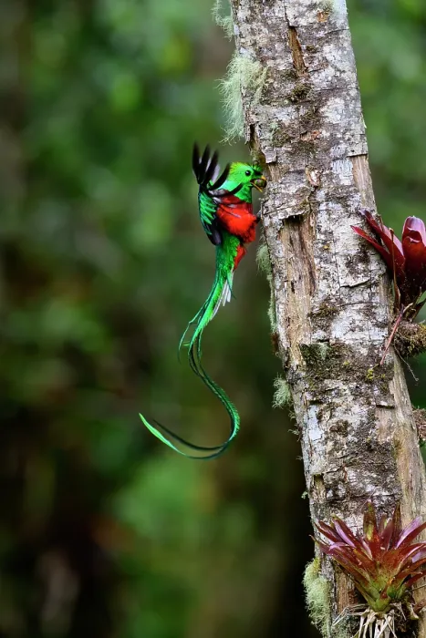 Framed Print : Resplendent quetzal (Pharomachrus mocinno) male, perched at entrance to nest hole feeding chicks, Talamanca, Atlantic slope montane rainforest, Costa Rica Framed Print : Resplendent quetzal (Pharomachrus mocinno) male, perched at entrance to nest hole feeding chicks, Talamanca, Atlantic slope montane rainforest, Costa Rica