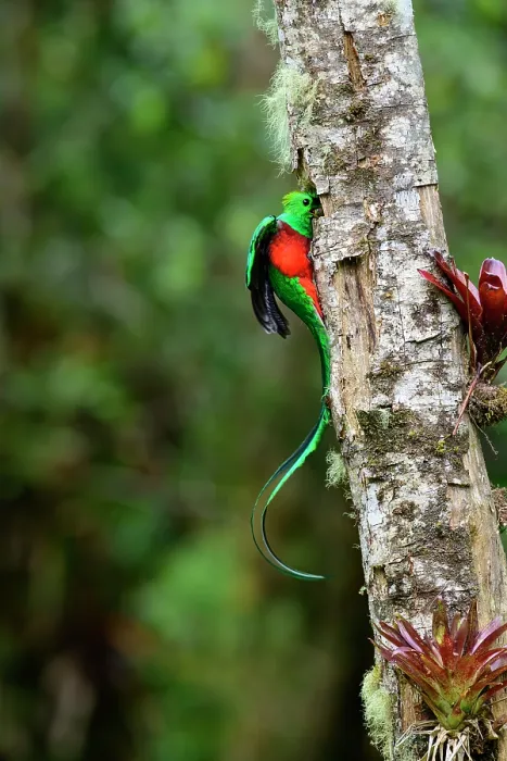 Framed Print : Resplendent quetzal (Pharomachrus mocinno) male, perched at entrance to nest hole with fruit for chicks, Talamanca, Atlantic slope montane rainforest, Costa Rica Framed Print : Resplendent quetzal (Pharomachrus mocinno) male, perched at entrance to nest hole with fruit for chicks, Talamanca, Atlantic slope montane rainforest, Costa Rica