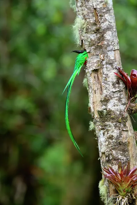Framed Print : Resplendent quetzal (Pharomachrus mocinno) male, entering nest hole, Talamanca, Atlantic slope montane rainforest, Costa Rica Framed Print : Resplendent quetzal (Pharomachrus mocinno) male, entering nest hole, Talamanca, Atlantic slope montane rainforest, Costa Rica