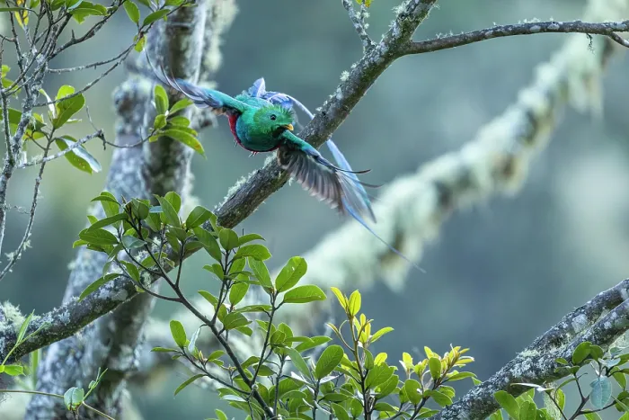Framed Print : Resplendent quetzal (Pharomachrus mocinno) male, taking flight from branch, Los Quetzales National Park, Talamanca, Costa Rica Framed Print : Resplendent quetzal (Pharomachrus mocinno) male, taking flight from branch, Los Quetzales National Park, Talamanca, Costa Rica