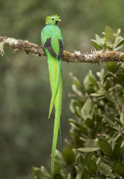 Framed Print : Resplendent quetzal (Pharomachrus mocinno) male perched on branch. Costa Rica Framed Print : Resplendent quetzal (Pharomachrus mocinno) male perched on branch. Costa Rica