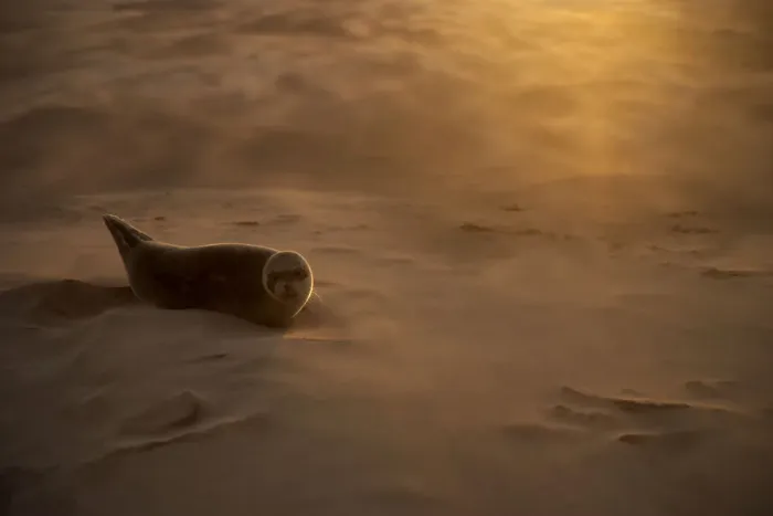 Framed Print : RESTRICTED USE - Common seal (Phoca vitulina) pup resting on a sandbank during a sandstorm