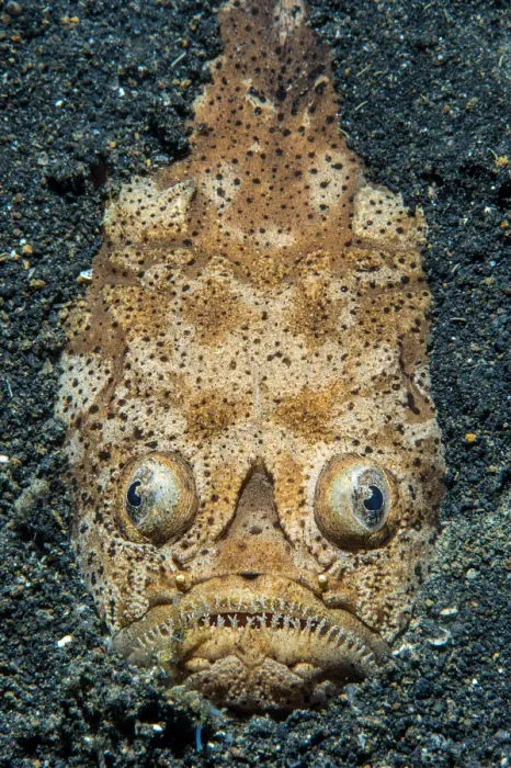 Framed Print : Reticulate stargazer (Uranoscopus sp. ) emerging from the sand Framed Print : Reticulate stargazer (Uranoscopus sp. ) emerging from the sand