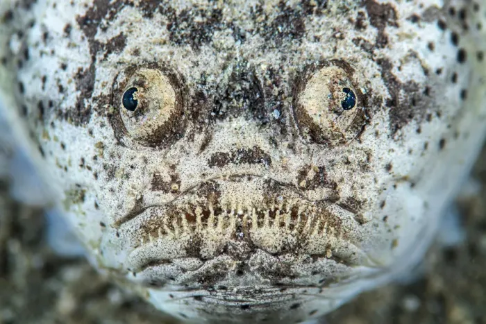 Framed Print : Reticulate stargazer (Uranoscopus sp. ) portrait. Ambon Bay, Ambon, Maluku Archipelago, Indonesia