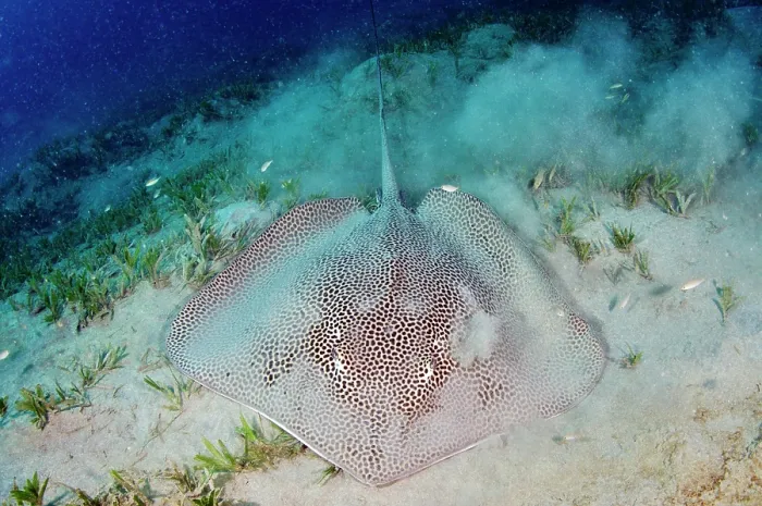 Framed Print : Reticulate whipray (Himantura uarnak) covering itself with sand in seagrass bed, Marsa Alam, Egypt, Red Sea Framed Print : Reticulate whipray (Himantura uarnak) covering itself with sand in seagrass bed, Marsa Alam, Egypt, Red Sea