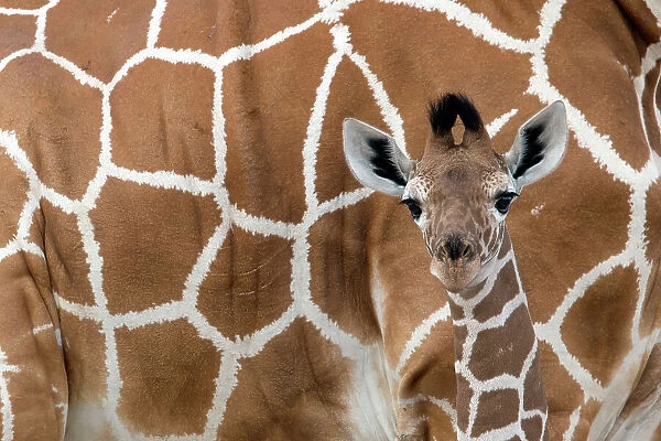 Reticulated giraffe (Giraffa camelopardalis reticulata) young standing close to its mother, Samburu Game Reserve, Kenya, Africa, August