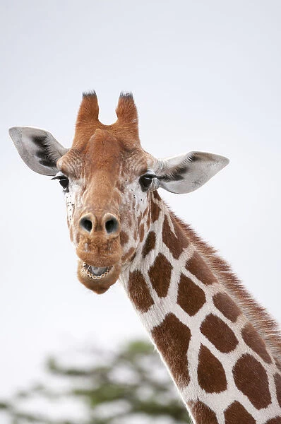 Reticulated Giraffe (Giraffa camelopardalis reticulata) portrait. Laikipia, Kenya