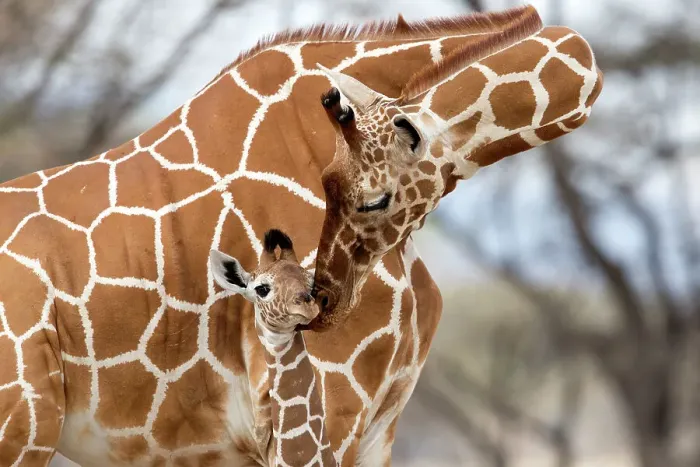 Framed Print : Reticulated giraffe (Giraffa camelopardalis reticulata) mother grooming baby, Samburu Game Reserve, Kenya, Africa, August Framed Print : Reticulated giraffe (Giraffa camelopardalis reticulata) mother grooming baby, Samburu Game Reserve, Kenya, Africa, August