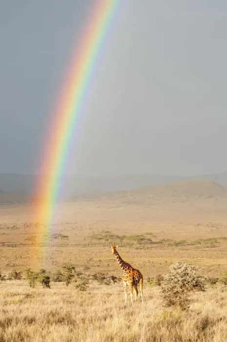 Framed Print : Reticulated Giraffe (Giraffa camelopardalis reticulata) on plains with sunrise rainbow Framed Print : Reticulated Giraffe (Giraffa camelopardalis reticulata) on plains with sunrise rainbow