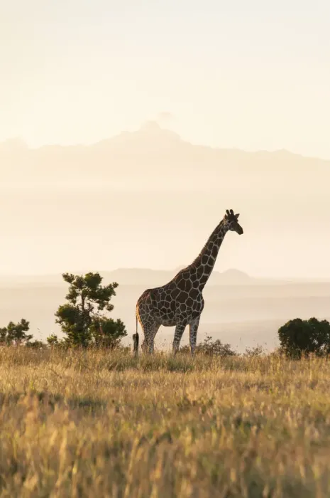 Framed Print : Reticulated Giraffe (Giraffa camelopardalis reticulata) standing in grassland. Laikipia, Kenya Framed Print : Reticulated Giraffe (Giraffa camelopardalis reticulata) standing in grassland. Laikipia, Kenya