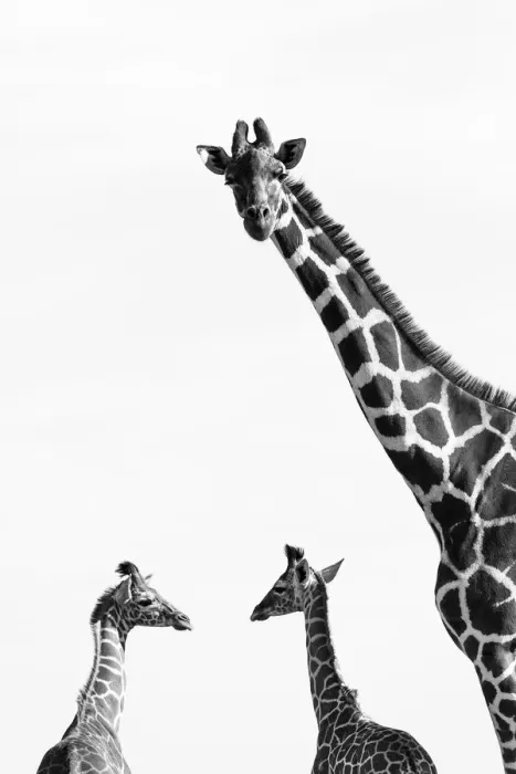 Framed Print : Reticulated giraffes (Giraffa camelopardalis reticulata) black and white picture of group of three Framed Print : Reticulated giraffes (Giraffa camelopardalis reticulata) black and white picture of group of three