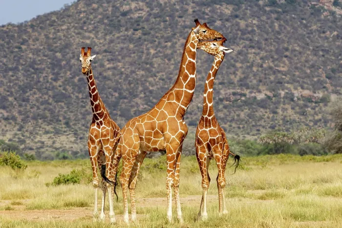 Framed Print : Three Reticulated giraffes (Giraffa reticulata) interacting, Samburu game reserve, Kenya. Endangered Framed Print : Three Reticulated giraffes (Giraffa reticulata) interacting, Samburu game reserve, Kenya. Endangered