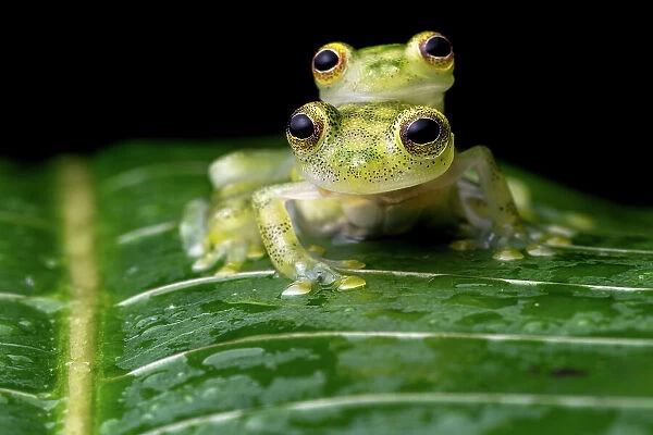 Reticulated glass frogs (Hyalinobatrachium valerioi) pair in amplexus, Osa Peninsula, Costa Rica