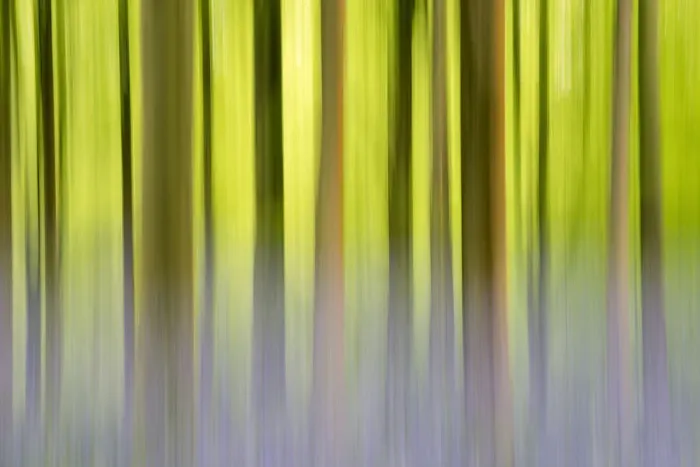 Framed Print : RF- Abstract of Bluebells (Hyacinthoides non-scripta) among beech trees (Fagus sylvatica)
