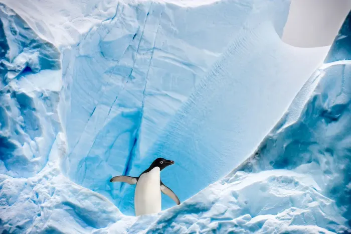 Framed Print : RF - Adelie penguin (Pygoscelis adeliae) on blue ice berg Framed Print : RF - Adelie penguin (Pygoscelis adeliae) on blue ice berg