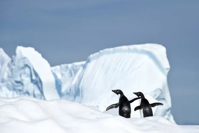 Framed Print : RF - Adelie penguin (Pygoscelis adeliae) on iceberg. Graham Passage, Antarctic Peninsula Framed Print : RF - Adelie penguin (Pygoscelis adeliae) on iceberg. Graham Passage, Antarctic Peninsula