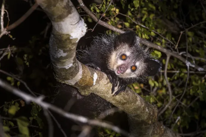 Framed Print : RF - Adult Aye-aye (Daubentonia madagascariensis) active in forest canopy at night Framed Print : RF - Adult Aye-aye (Daubentonia madagascariensis) active in forest canopy at night