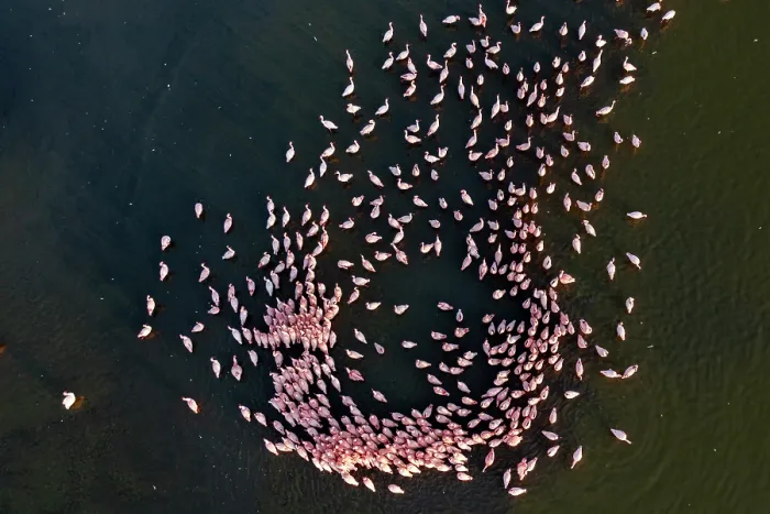Framed Print : RF - Aerial view of group of Lesser flamingo (Phoeniconaias minor) males in courstship display at dawn, Lake Magadi, Kenya