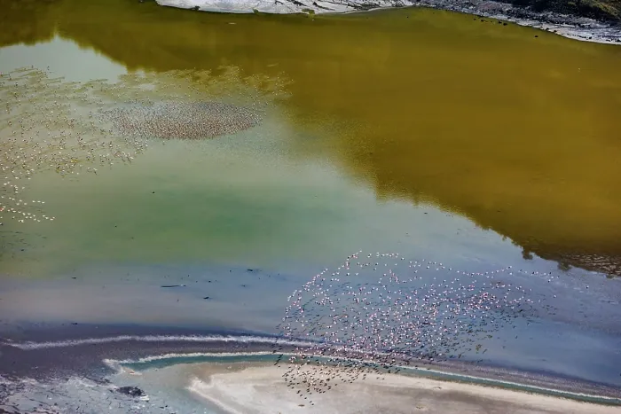 Framed Print : RF - Aerial view of Lesser flamingos (Phoeniconaias minor) flock in flight over Lake Magadi, Kenya. (This image may be licensed either as rights managed or royalty free.)