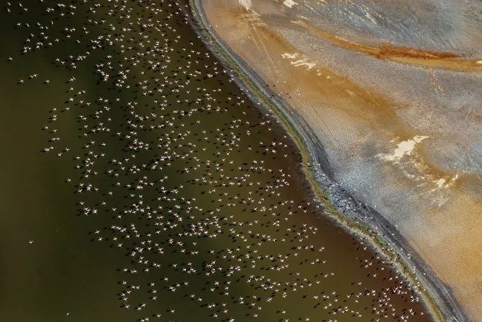 Framed Print : RF - Aerial view of Lesser flamingos (Phoeniconaias minor) flock in flight over Lake Magadi, Kenya. (This image may be licensed either as rights managed or royalty free.)