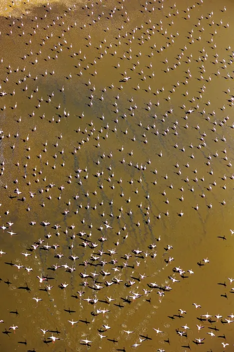 Framed Print : RF - Aerial view of Lesser flamingos (Phoeniconaias minor) flock on Lake Magadi, Kenya. (This image may be licensed either as rights managed or royalty free.)