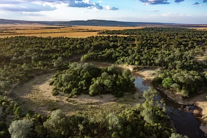 Framed Print : RF - Aerial view of the Mara river, Masai-Mara game reserve, Kenya. August, 2023. (This image may be licensed either as rights managed or royalty free.) Framed Print : RF - Aerial view of the Mara river, Masai-Mara game reserve, Kenya. August, 2023. (This image may be licensed either as rights managed or royalty free.)